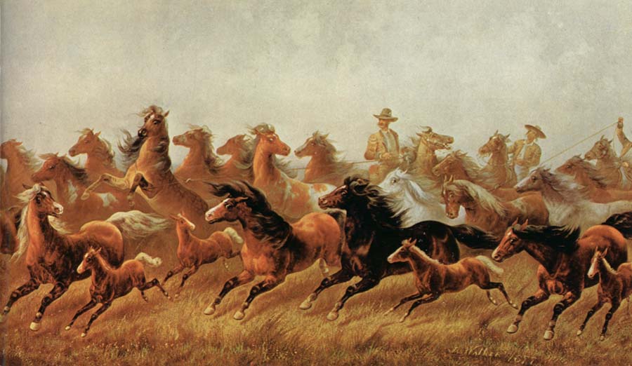 Roping wild horses